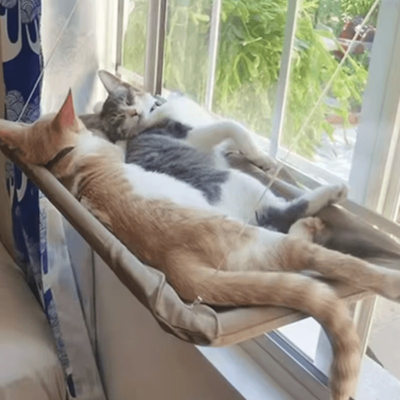 Sunny Window Hanging Cat Hammock Bed With 20kg Capacity 1