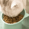 Tilted Elevated Pet Food Bowl With AntiSpill Neck Protection Design 2