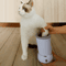 PawPure Portable Electric Pet Paw Cleaner Massager 1