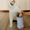 PawPure Portable Electric Pet Paw Cleaner Massager 1