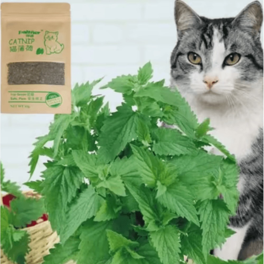 MintMew Organic Catnip Leaves Cat Grass Treats 1