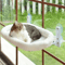 SunnyView Cat Window Hammock Bed For Indoor Cats 5