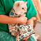 CalmWrap AntiScratch Cat Grooming Burrito Wrap 2