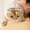 SafePaws Breathable Cat Grooming Protection Hood 1
