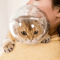 SafePaws Breathable Cat Grooming Protection Hood 1