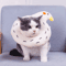 Avocado Toast Pet Recovery Collar Soft Adjustable Elizabethan Cone For Cats Dogs 12