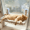 SunnyNest Foldable Cat Window Hammock Hanging Suction Cup Bed For Indoor Cats 0