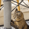SisalGuard Table Leg Cat Scratcher Wraparound Furniture Protector For Cats 0