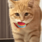 Rainbow EVA Pet Toy Balls For Interactive Cat Dog Play 1