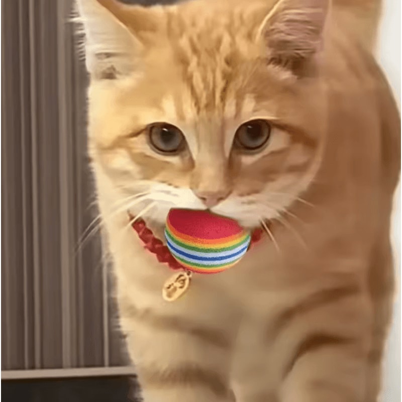 Rainbow EVA Pet Toy Balls For Interactive Cat Dog Play 1