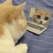 Mini Cat Laptop Mirror Toy For Curious Kittens Interactive Play 1
