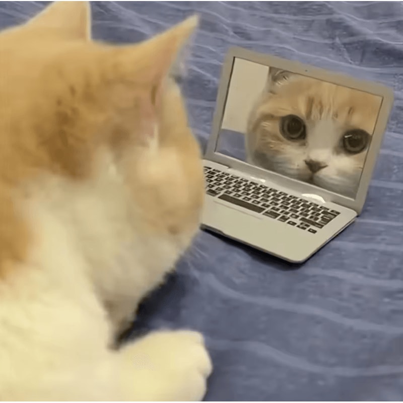 Mini Cat Laptop Mirror Toy For Curious Kittens Interactive Play 1