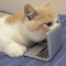 Mini Cat Laptop Mirror Toy For Curious Kittens Interactive Play 2