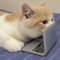 Mini Cat Laptop Mirror Toy For Curious Kittens Interactive Play 2