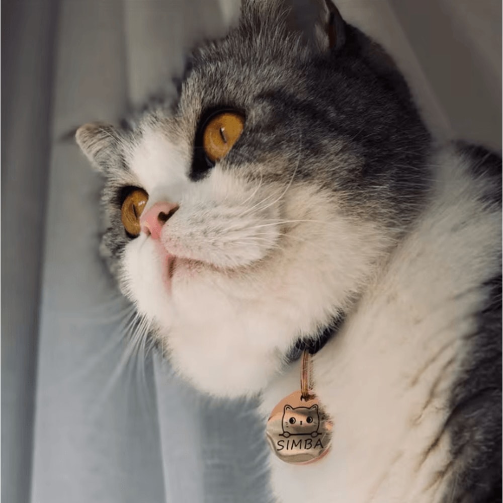 PawCharm Personalized Cat ID Tag With Engraved Name 2