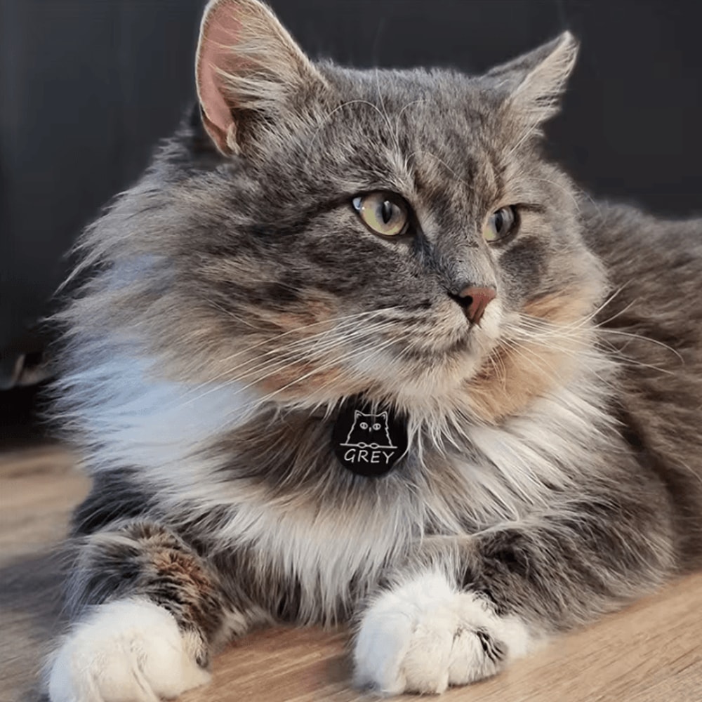 PawCharm Personalized Cat ID Tag With Engraved Name 3