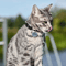 PawCharm Personalized Cat ID Tag With Engraved Name 4