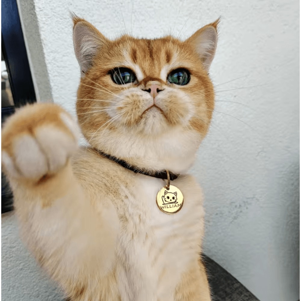 PawCharm Personalized Cat ID Tag With Engraved Name 5