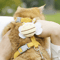 BuzzBuddy Bee Cat Harness And Leash Set 0