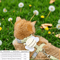BuzzBuddy Bee Cat Harness And Leash Set 5