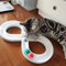SpinChase Interactive Track Ball Cat Toy With Spinner Disk 0