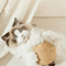 Sisal Crunch Scratching Ball Interactive Cat Toy For Chewing Scratching Dental Play 1