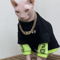 CozyFit Sphynx Cat Sweatshirt Sphynx Cat Clothes For Warmth Comfort Everyday Style 0