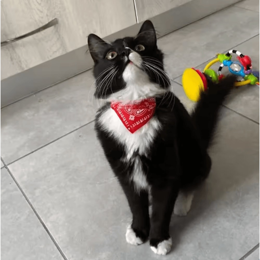 Adjustable Printed Bandana Collar For Cats Small Dogs 1