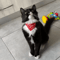 Adjustable Printed Bandana Collar For Cats Small Dogs 1