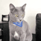 Adjustable Printed Bandana Collar For Cats Small Dogs 2