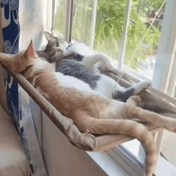 ultra soft window hammock cat bed