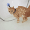 HandsFree Pet Shower Restraint Collar For Cats Small Dogs 1