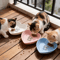 EasyReach 3Piece Shallow Pet Food Water Bowl Set 0