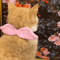 AngelWing Bow Tie Pet Costume Collar 2