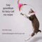 FeatherLoop SelfPlay Cat Collar Toy 0