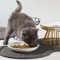 ElevaCeram Raised Ceramic Pet Bowl With Iron Stand 0