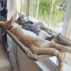 sunnyperch window cat hammock bed