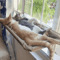 SunnyPerch Window Cat Hammock Bed 0