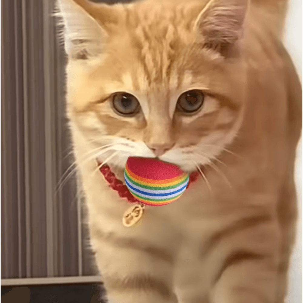 RainbowBounce EVA Cat Toy Balls Interactive Chew Chase Play Set 2