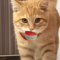 RainbowBounce EVA Cat Toy Balls Interactive Chew Chase Play Set 2