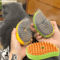 SteamGlow 3in1 Electric Pet Grooming Massage Brush 0