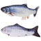 FloppyCatch USB Rechargeable Moving Fish Toy For Cats Small Pets 1