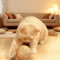 Sisal Cat Scratching Ball Toy Interactive Teething Playtime Fun For Cats 2
