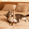Cat Mint Dental Chew Stick Toy Natural Teeth Cleaning Interactive Cat Toy 1