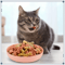 4Piece Wide Shallow Cat Bowl Set NonSlip Feeding Dishes For Cats Kittens 2