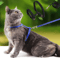 ComfortFit Sphynx Cat Harness Leash Set 0