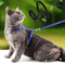 ComfortFit Sphynx Cat Harness Leash Set 0