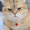 Pearl Princess Pet Necklace Collar 1