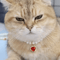Pearl Princess Pet Necklace Collar 1