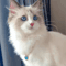 Pearl Princess Pet Necklace Collar 2